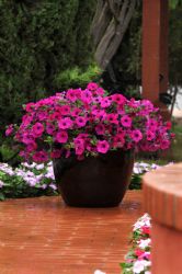 Wave Purple Spreading Petunia